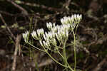 White thoroughwort